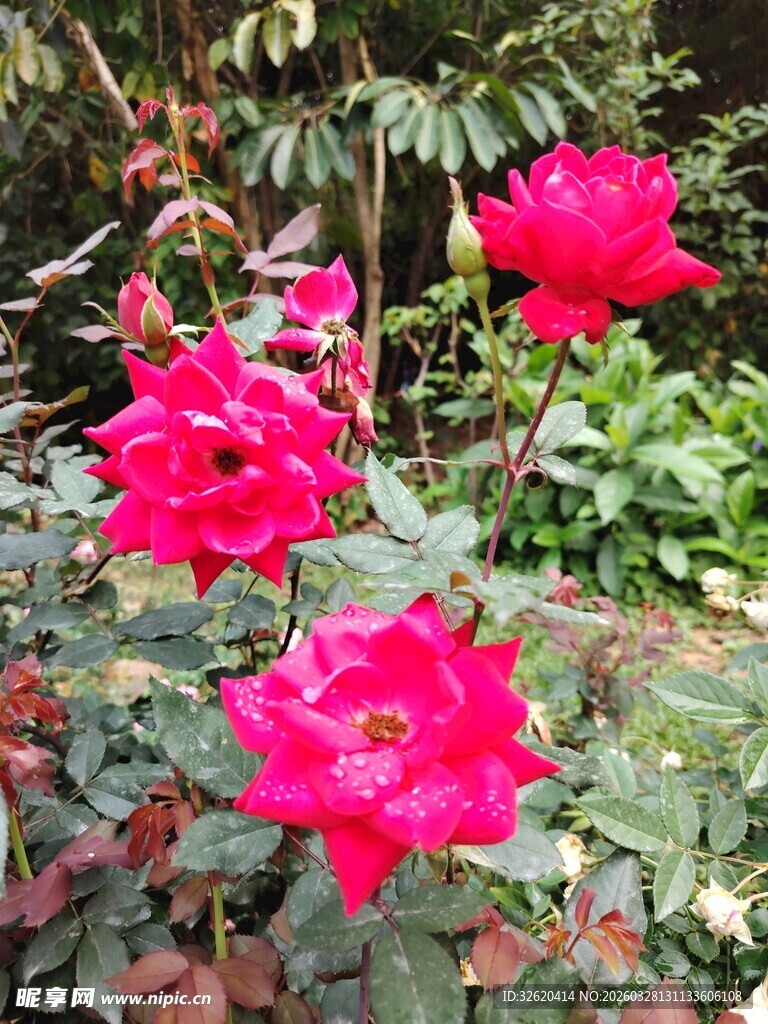 娇艳欲滴的盛开红玫瑰