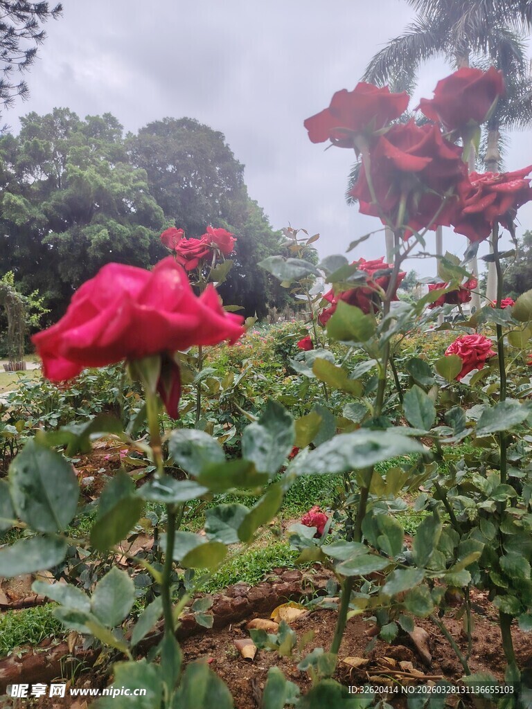 雨中娇艳红玫瑰绽放