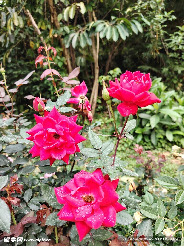 娇艳红玫瑰绽放于绿植间