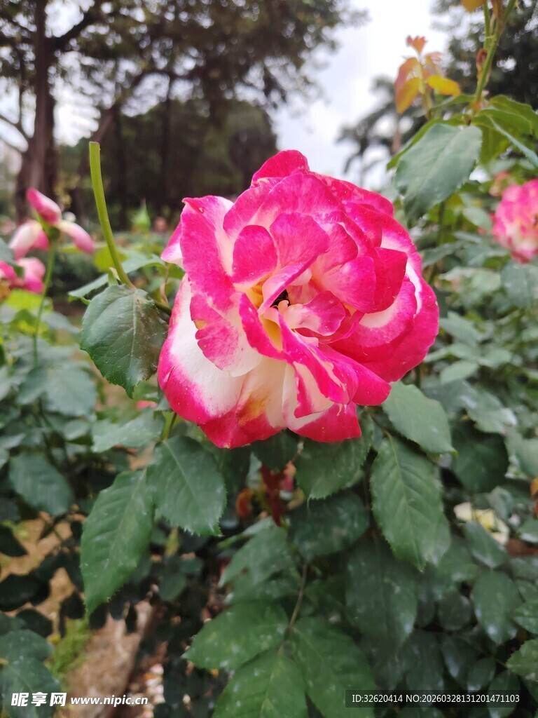 娇艳双色月季花