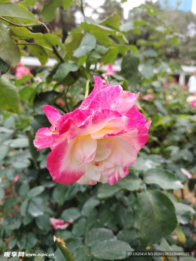 娇艳双色月季花盛放