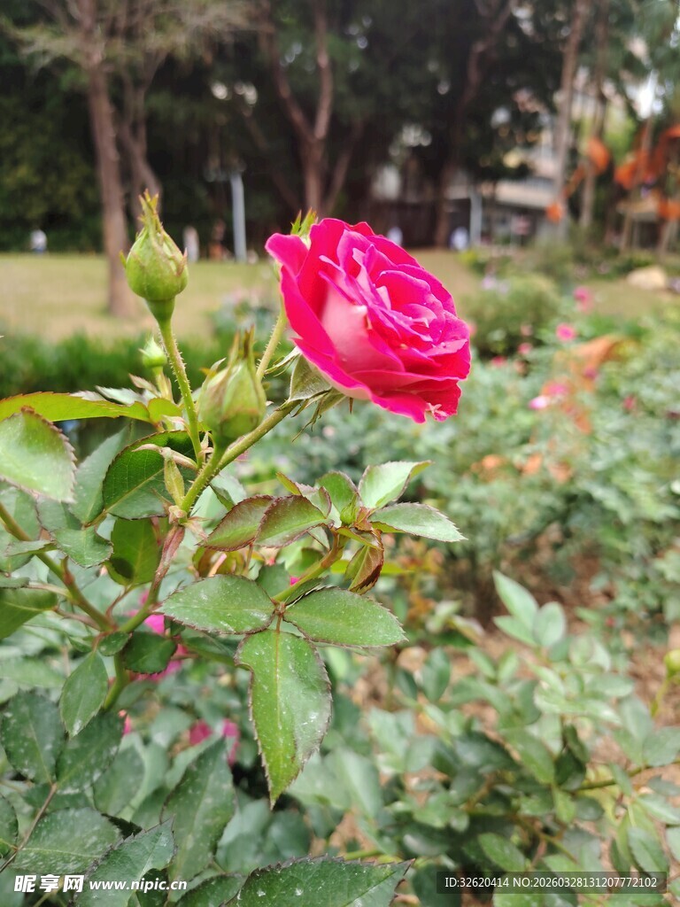 娇艳红玫瑰绽放于花丛