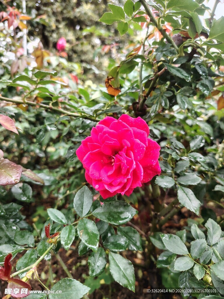 娇艳红玫瑰绽放于绿叶间