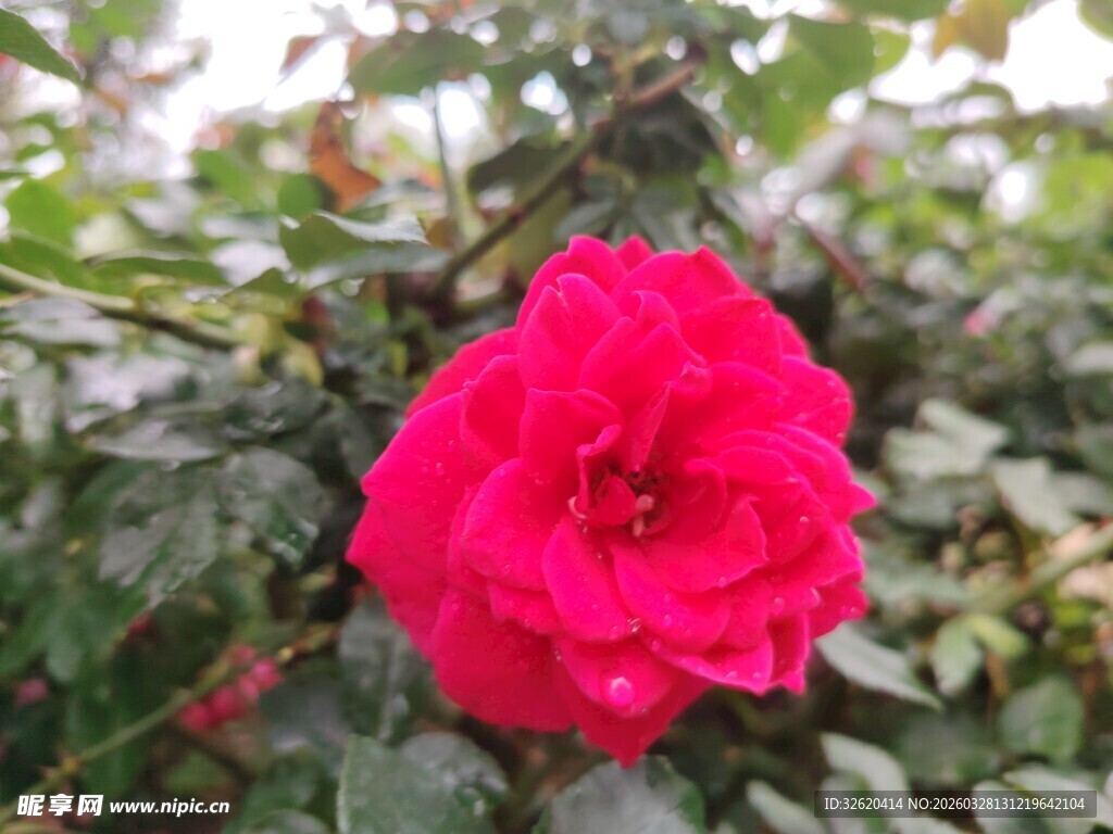 娇艳红玫瑰绽放绿叶间