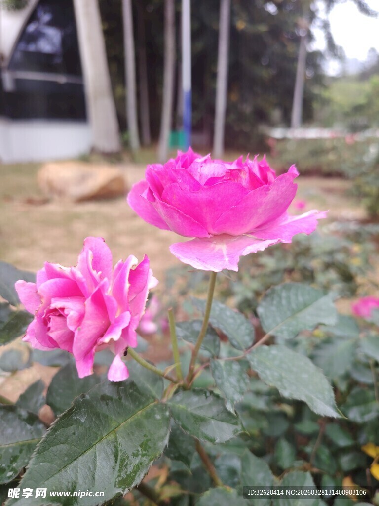 娇艳绽放的两朵粉色玫瑰