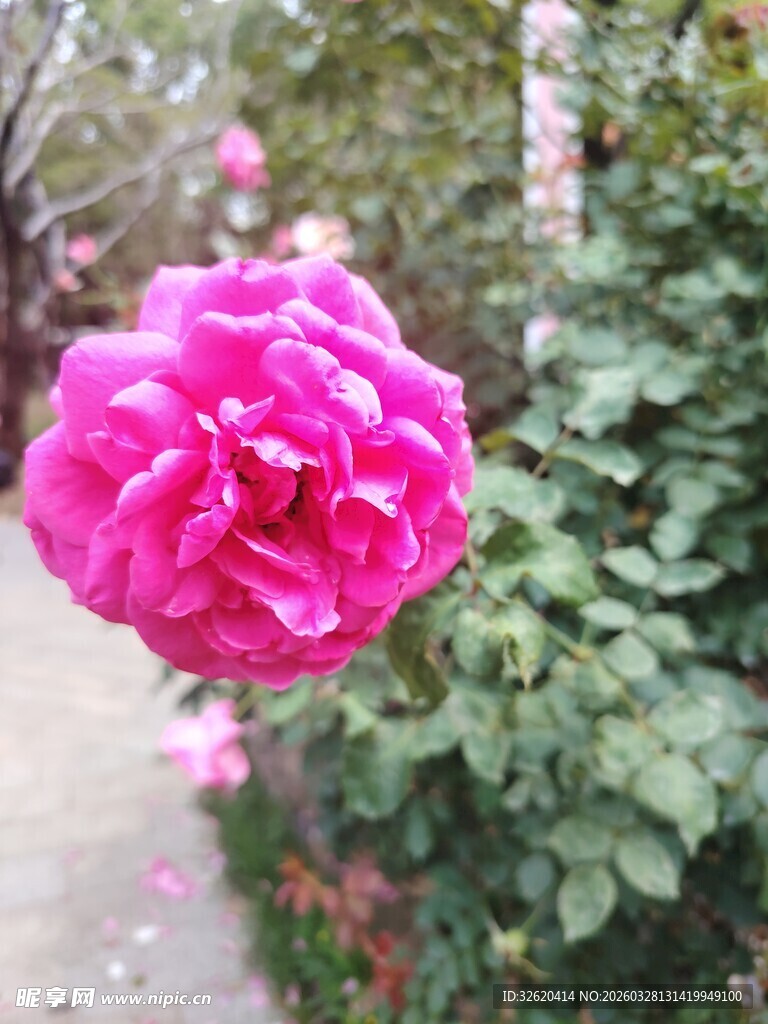 月季花