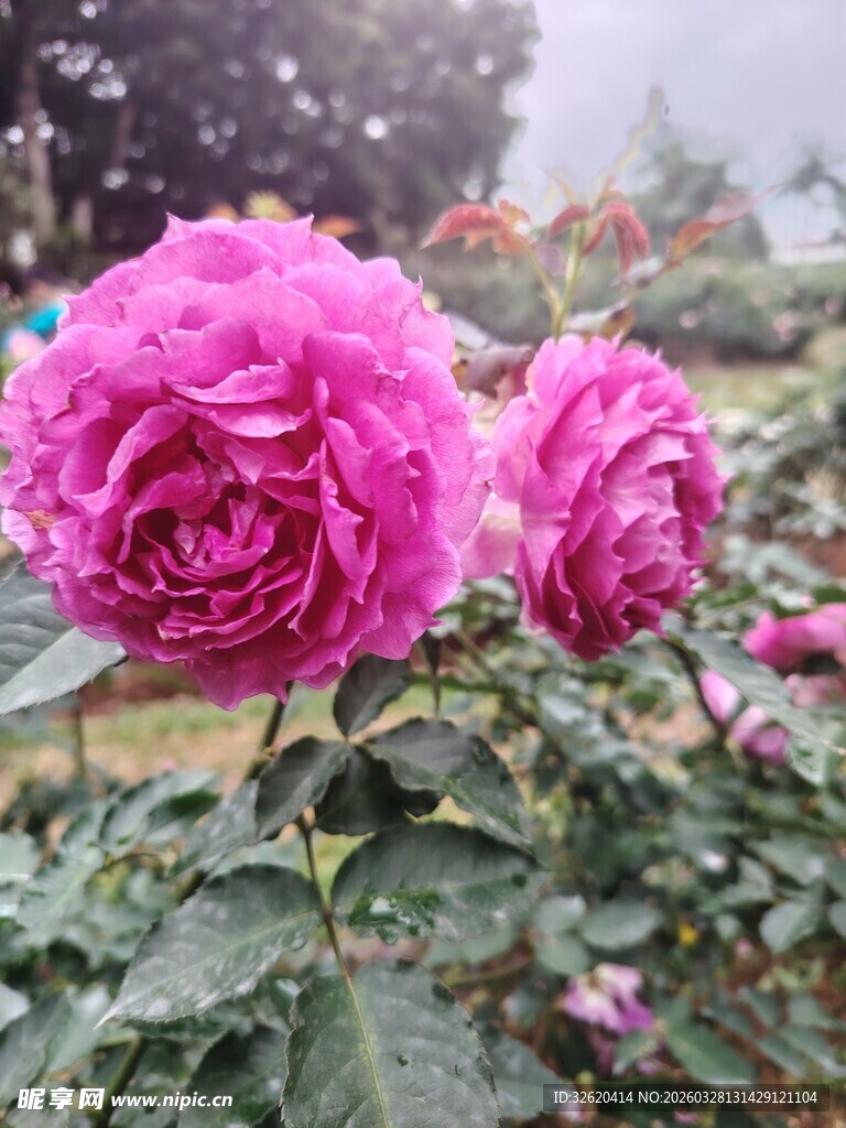 娇艳欲滴的粉色玫瑰花