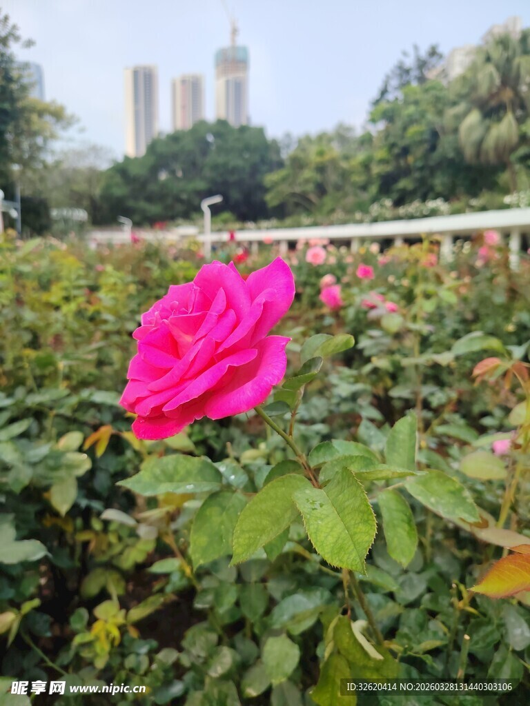 娇艳粉玫瑰绽放于花丛中