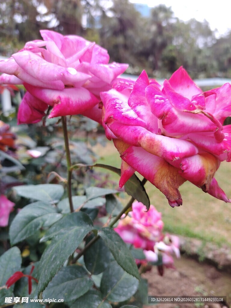 娇艳粉色月季花绽放