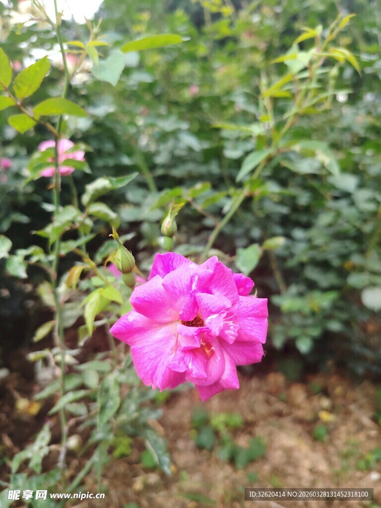 娇艳盛开的单朵粉色蔷薇