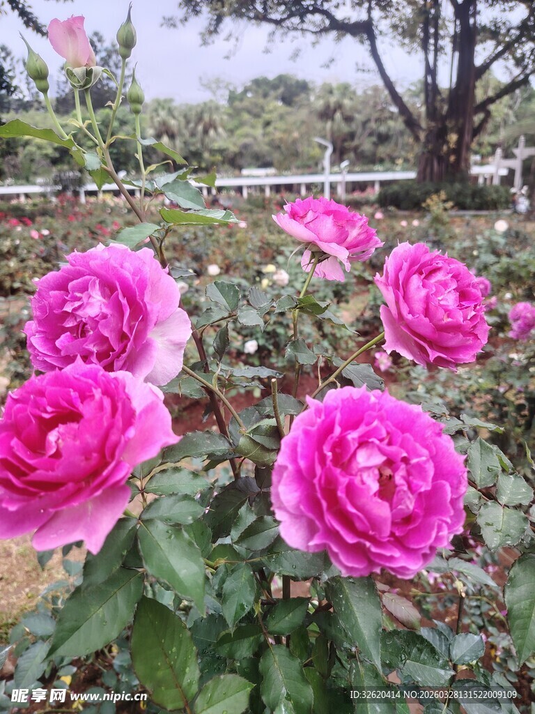 月季花