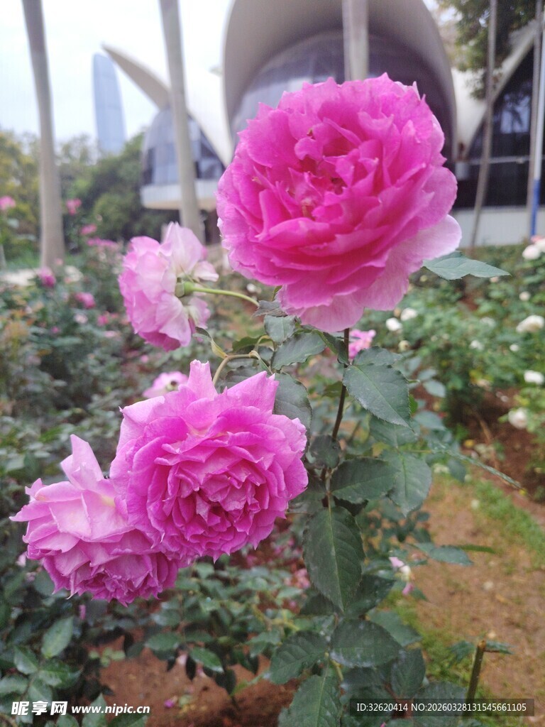 娇艳粉色月季花绽放