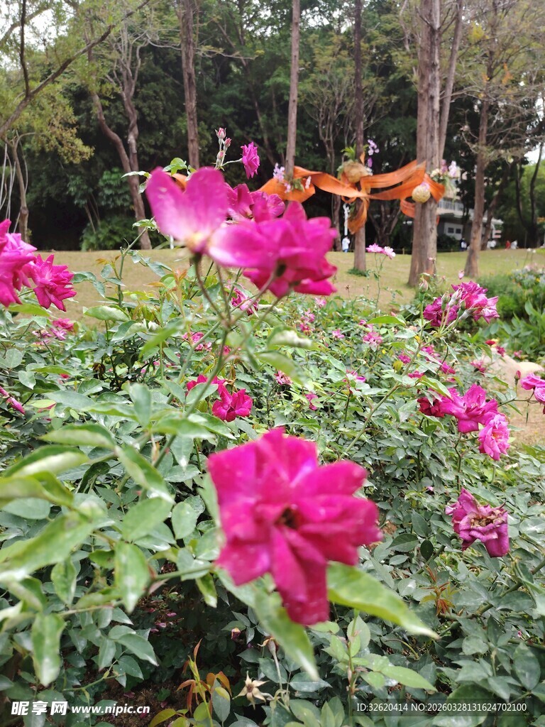 娇艳牡丹盛开于林间