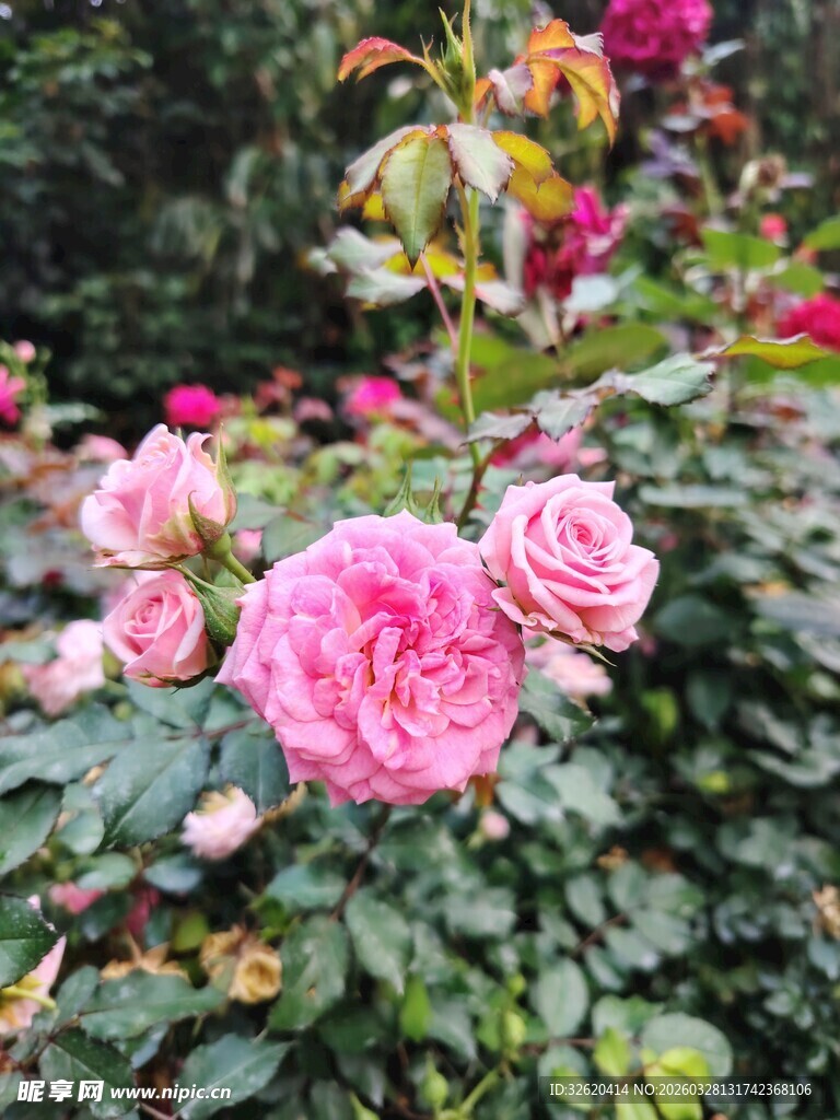 娇艳盛放的多彩玫瑰花丛