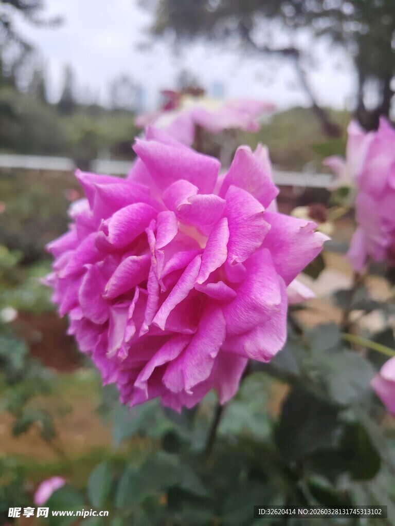 月季花