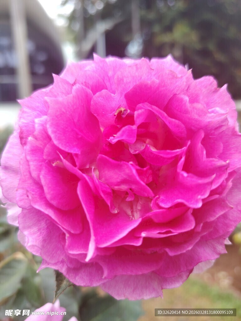 娇艳粉色月季花绽放