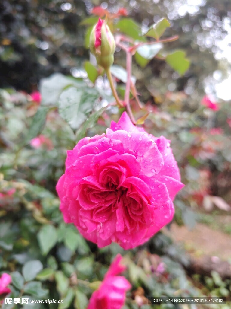 娇艳粉色蔷薇花绽放