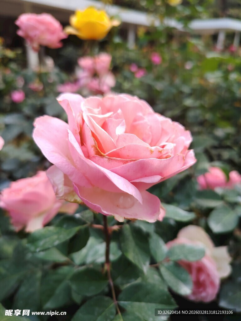 娇艳绽放的粉色玫瑰花