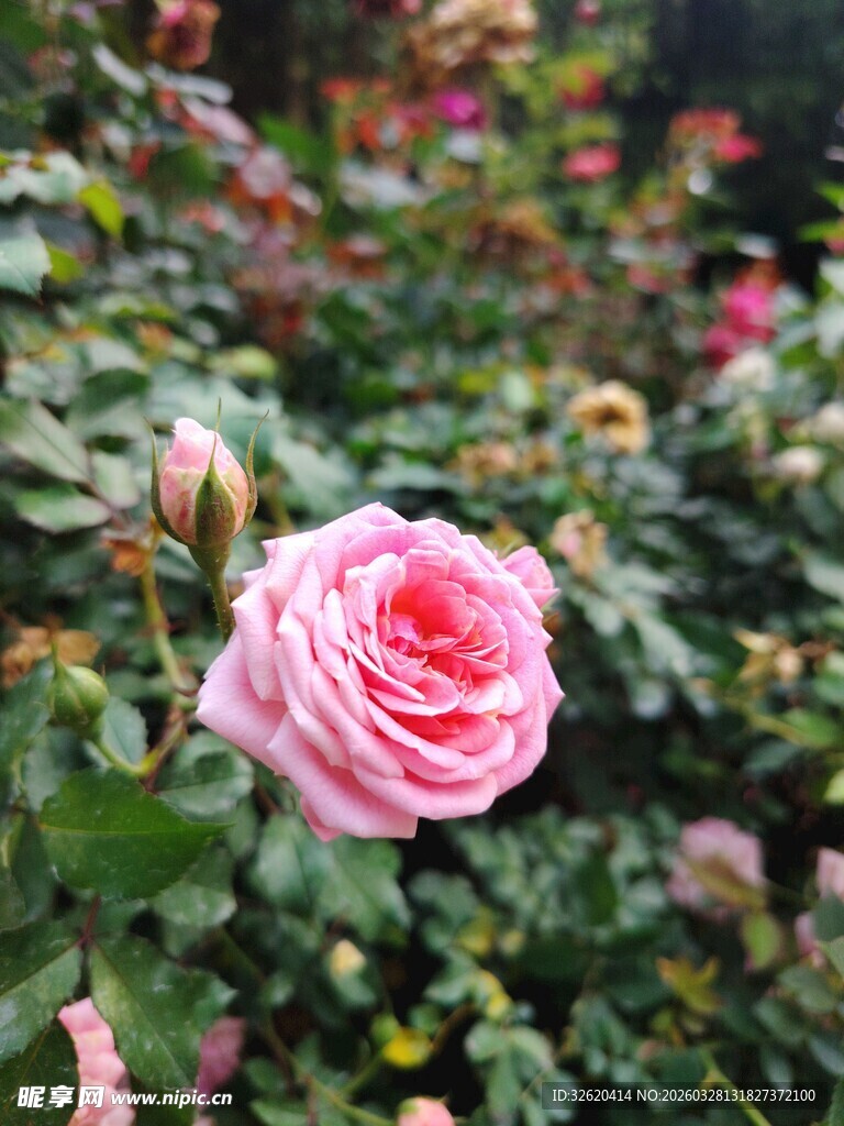 娇艳粉色玫瑰绽放花丛