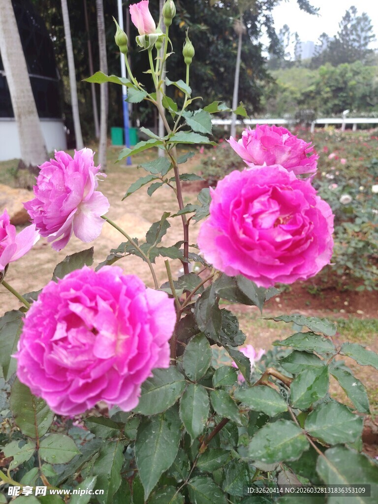 娇艳粉色玫瑰绽放