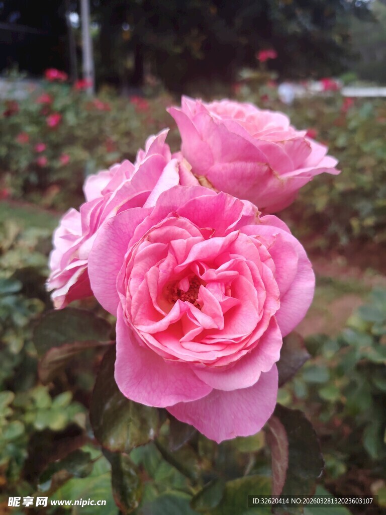 娇艳粉色月季花绽放