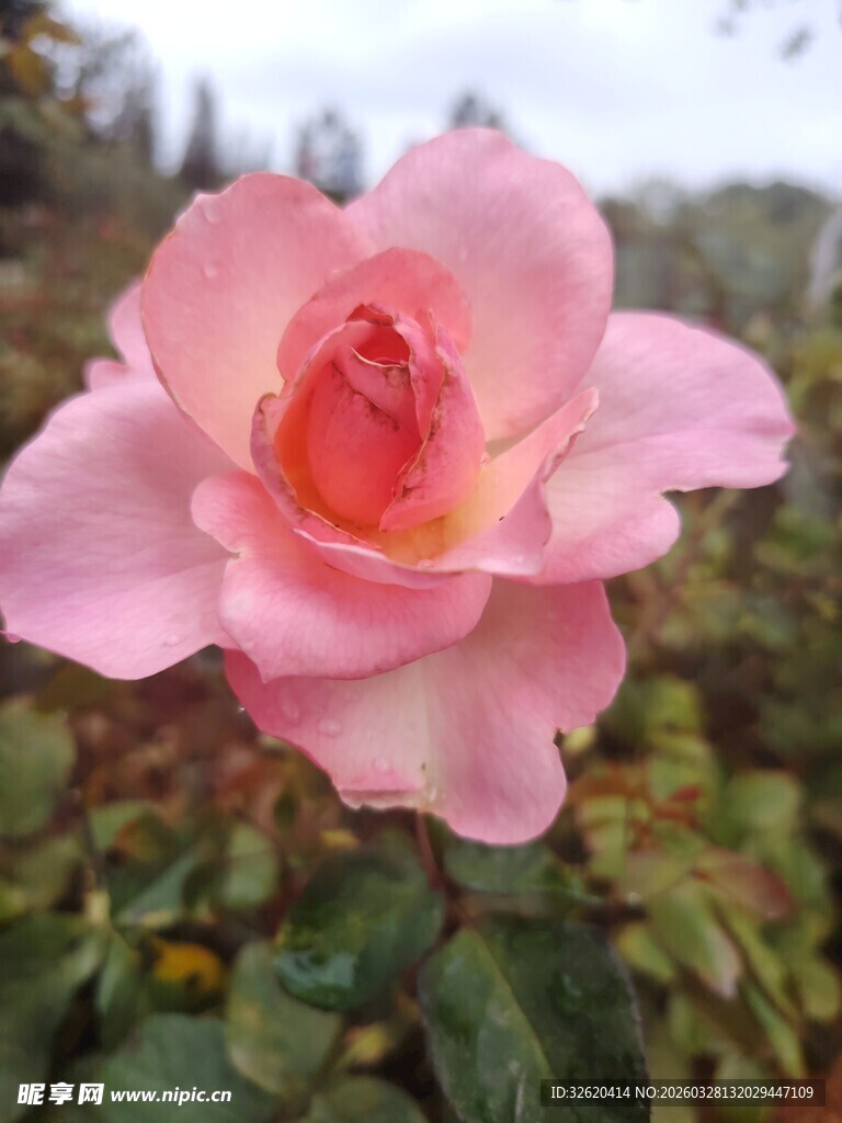 娇艳粉色月季花绽放