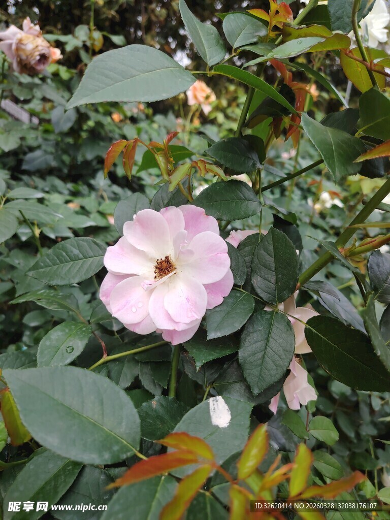 娇艳蔷薇花于绿叶间绽放