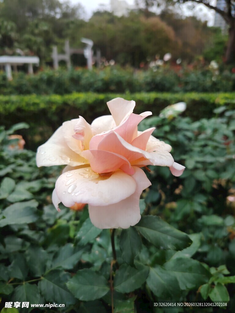 娇艳粉色月季花