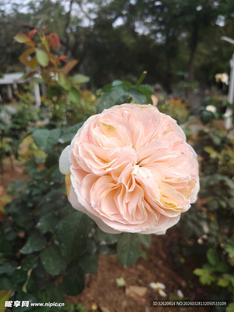 粉色柔美盛开的娇艳玫瑰