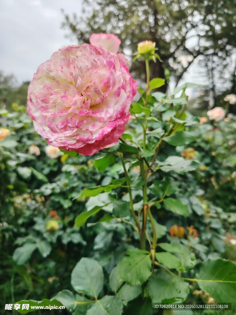 娇艳盛开的粉色玫瑰花