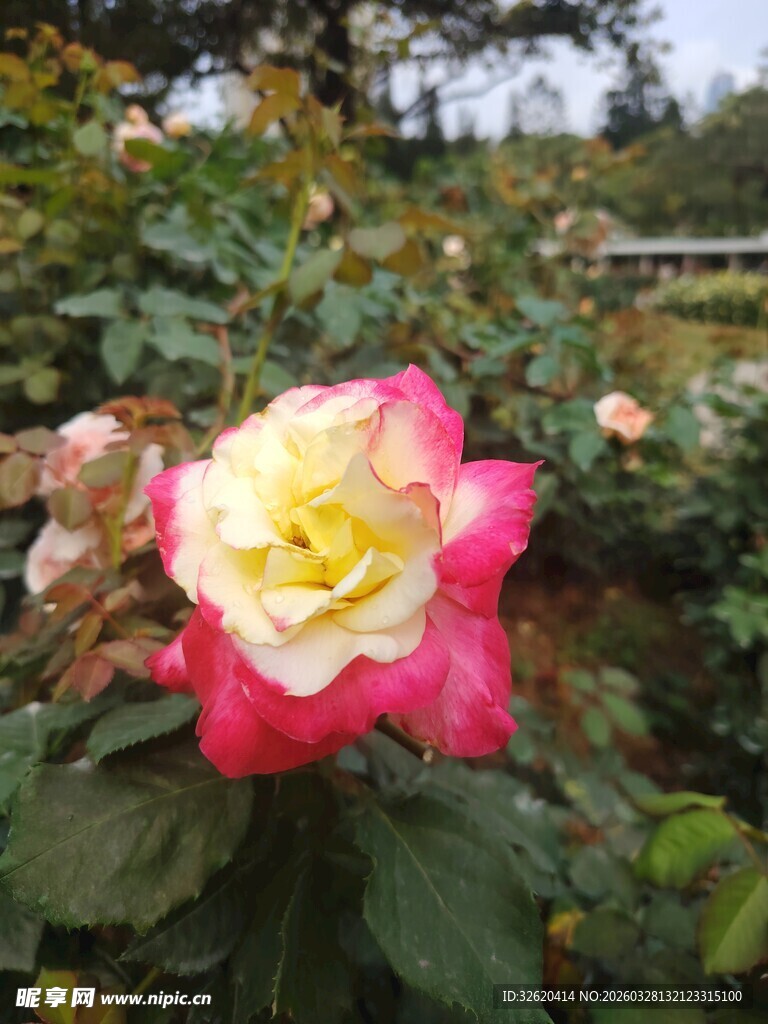 双色娇艳玫瑰绽放