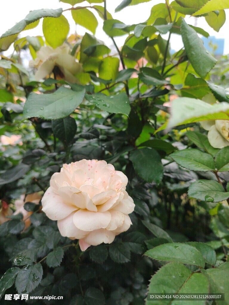 淡粉色月季花绽放