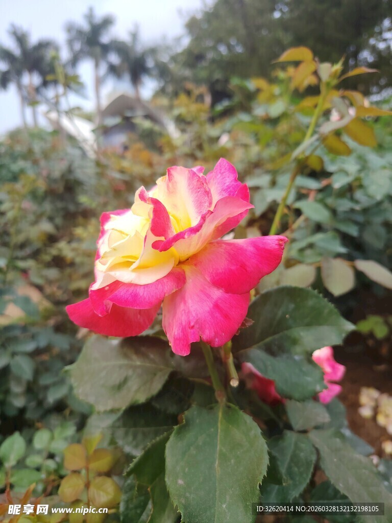 娇艳双色月季花绽放