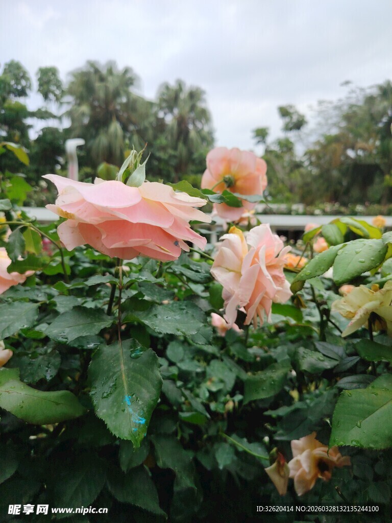 粉色娇艳玫瑰绽放