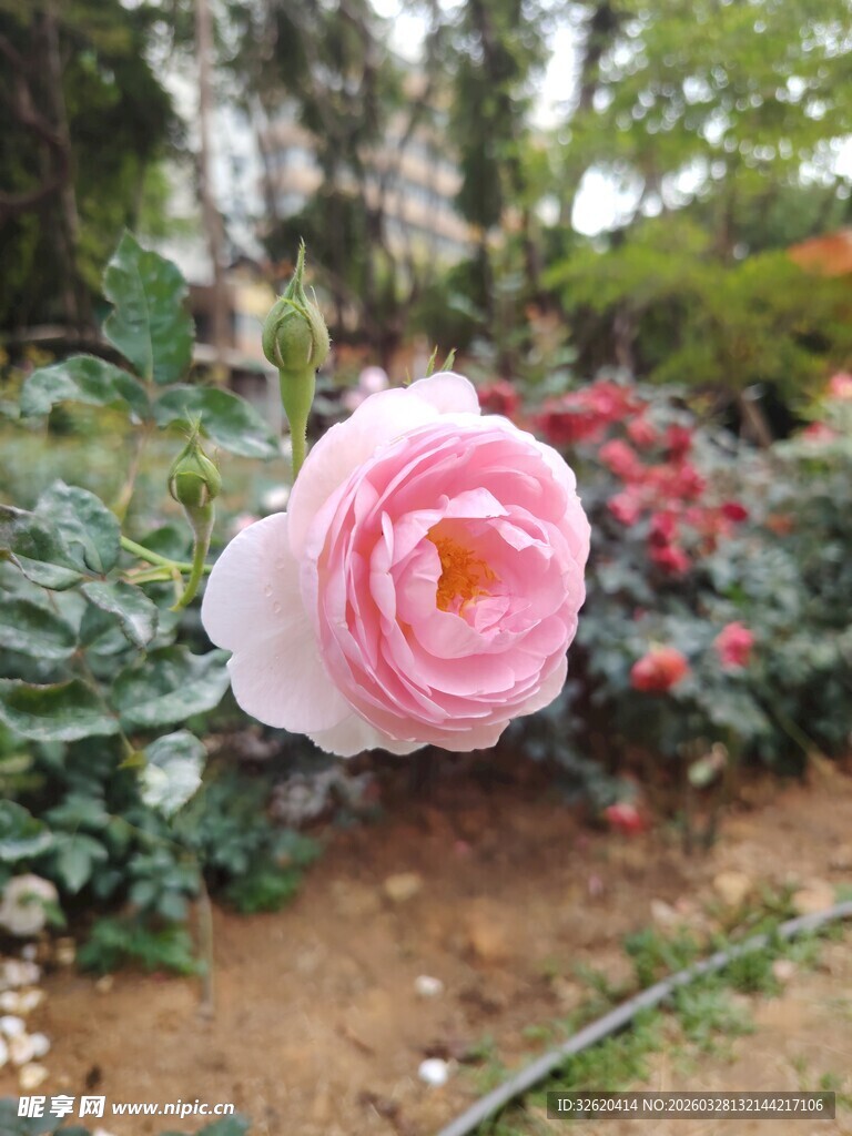 娇艳绽放的粉色玫瑰花