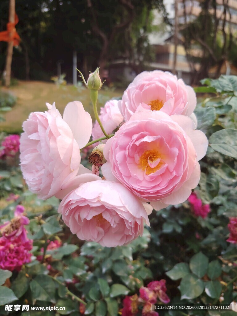 娇艳粉色月季花绽放