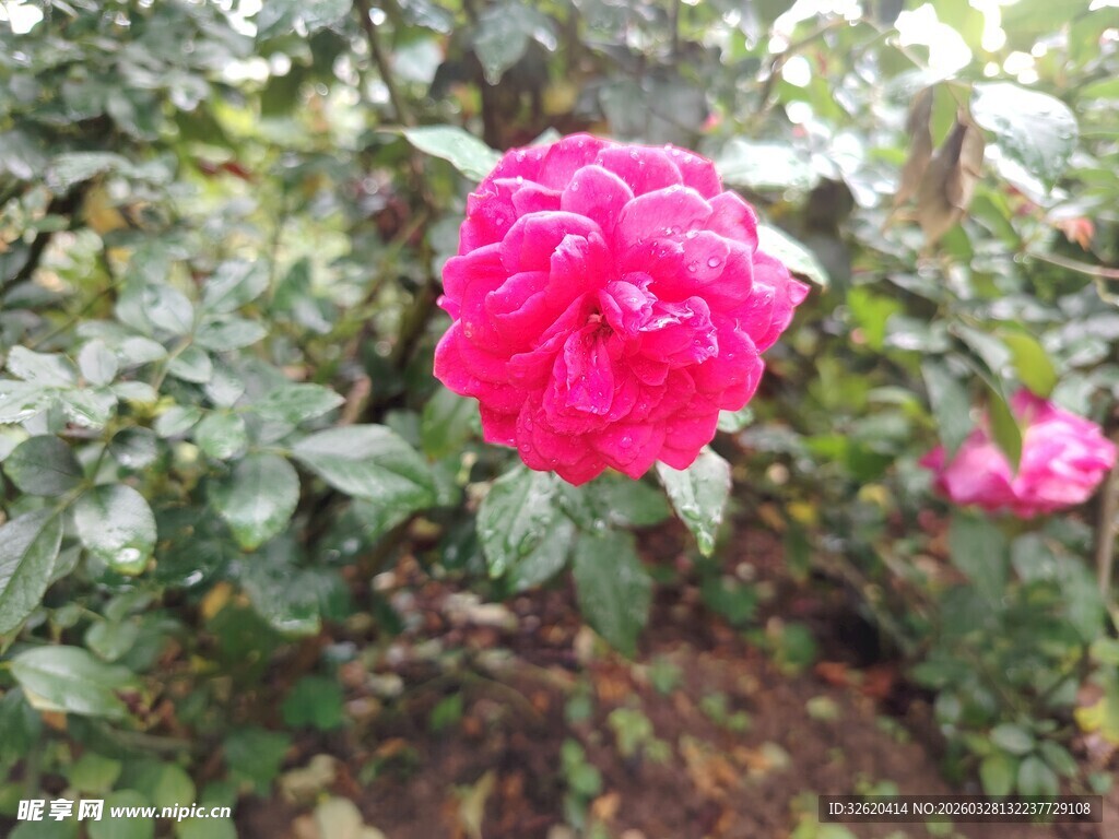 娇艳欲滴的粉色盛开玫瑰