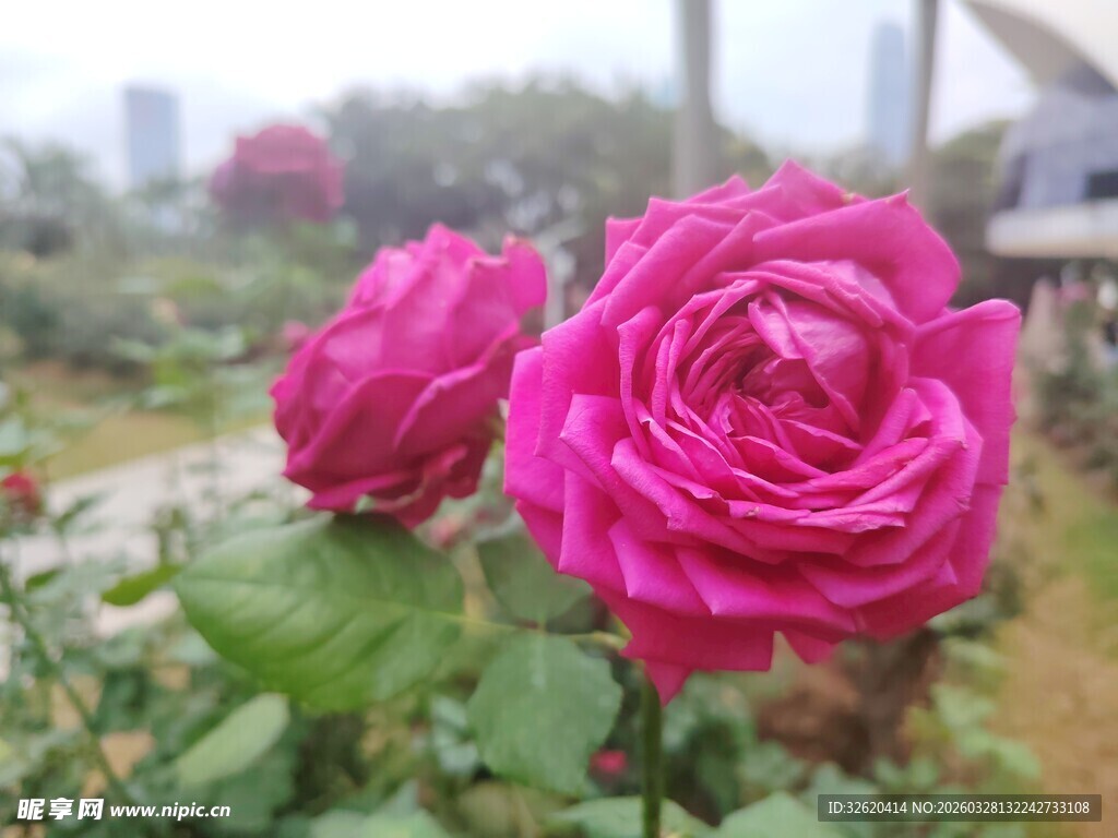 娇艳玫红玫瑰绽放于园林