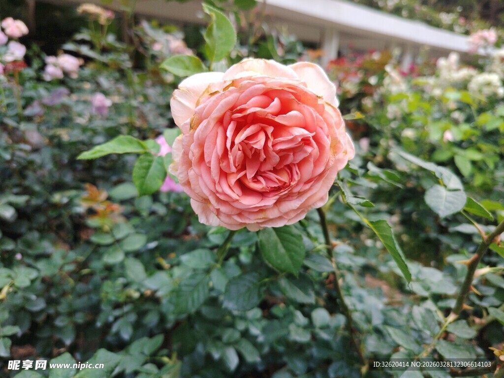 娇艳粉色玫瑰绽放