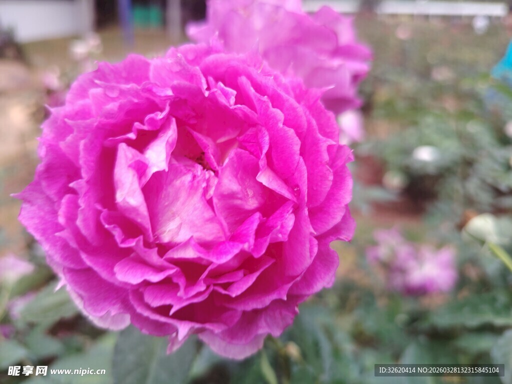 娇艳粉色月季花绽放