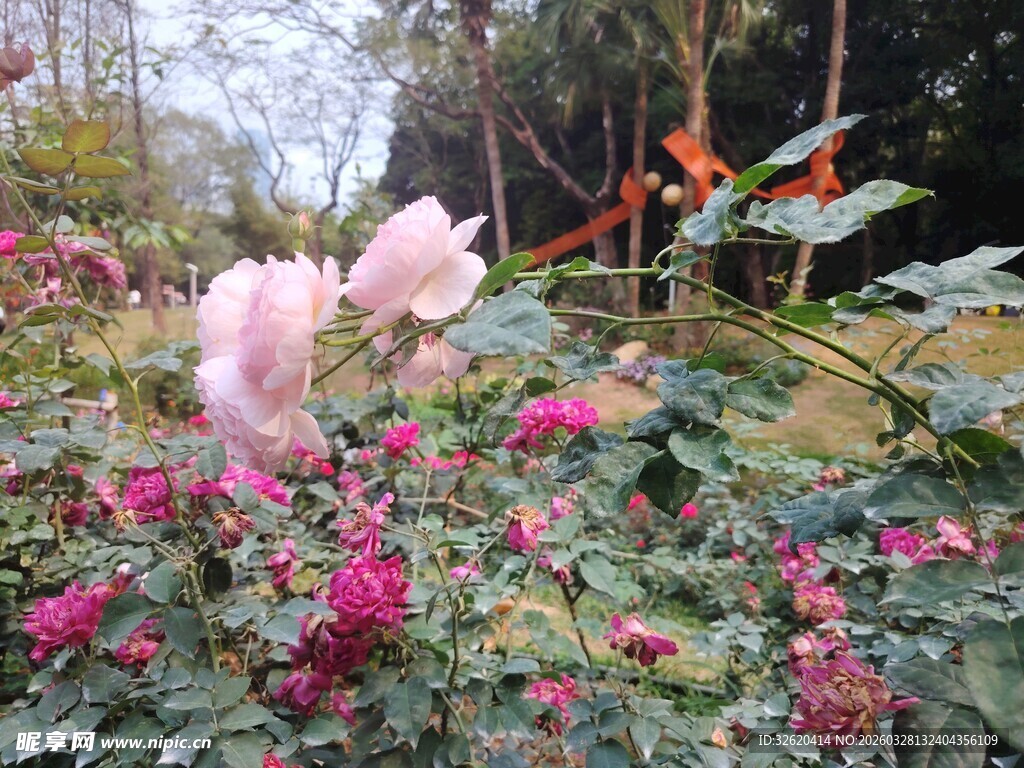 花园中绽放的多彩花卉