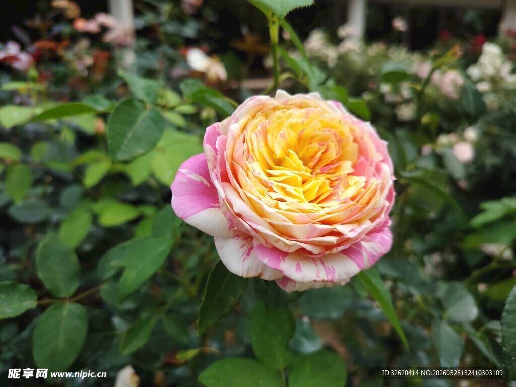 多彩月季花绽放