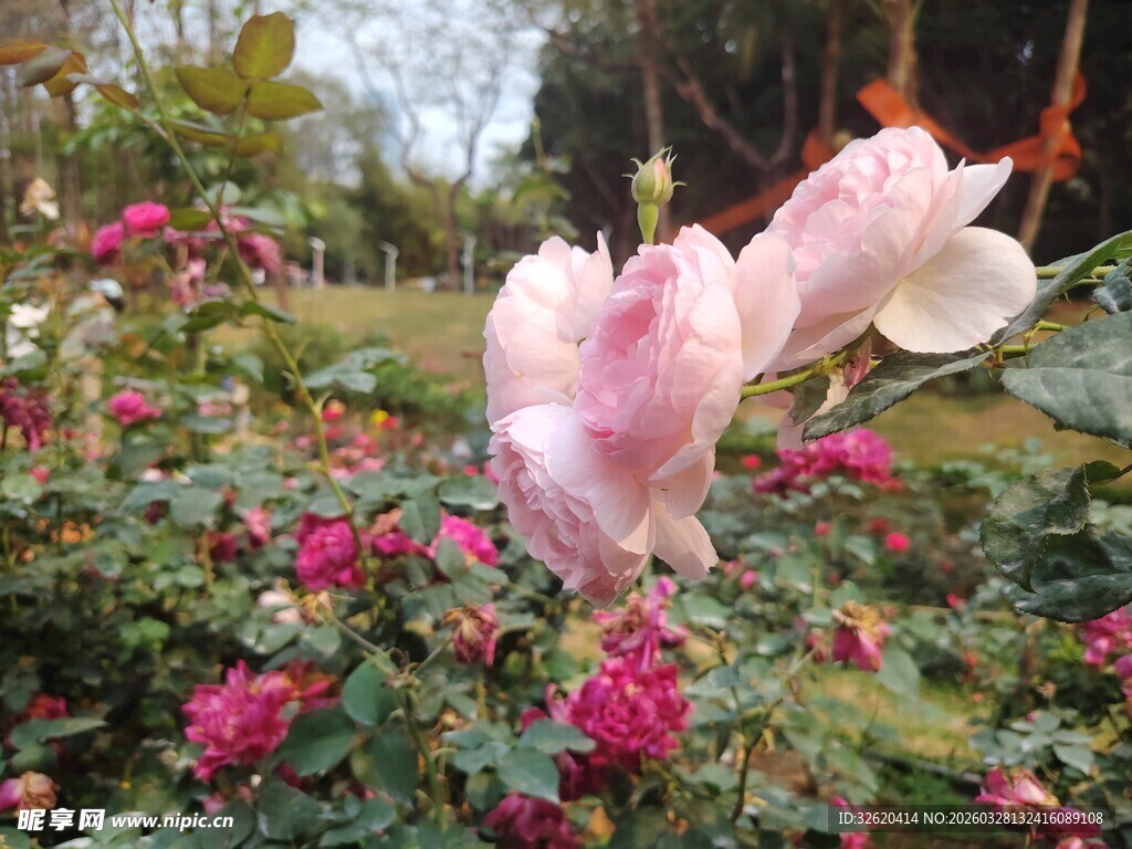 花园中的娇艳粉色花朵