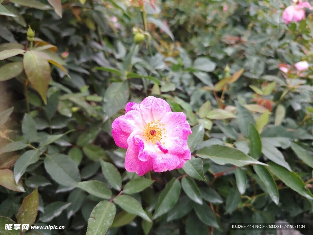 娇艳粉色蔷薇花绽放