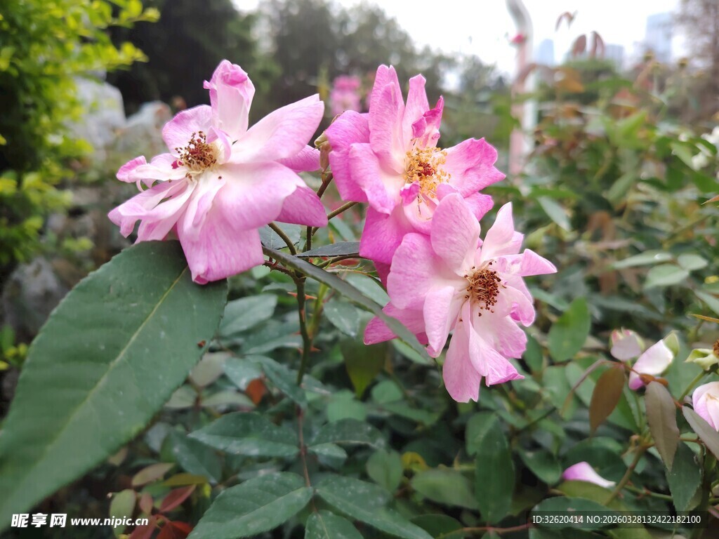 娇艳粉色月季花绽放