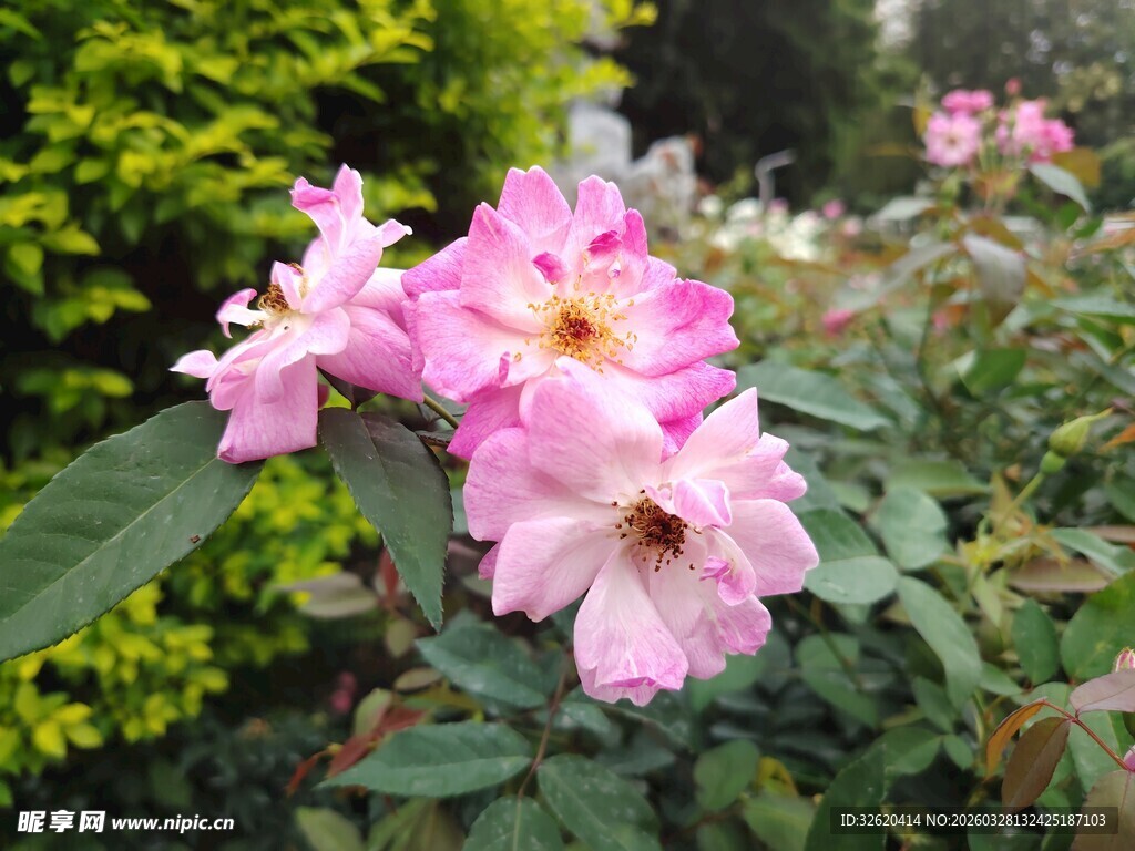 娇艳粉色月季花绽放