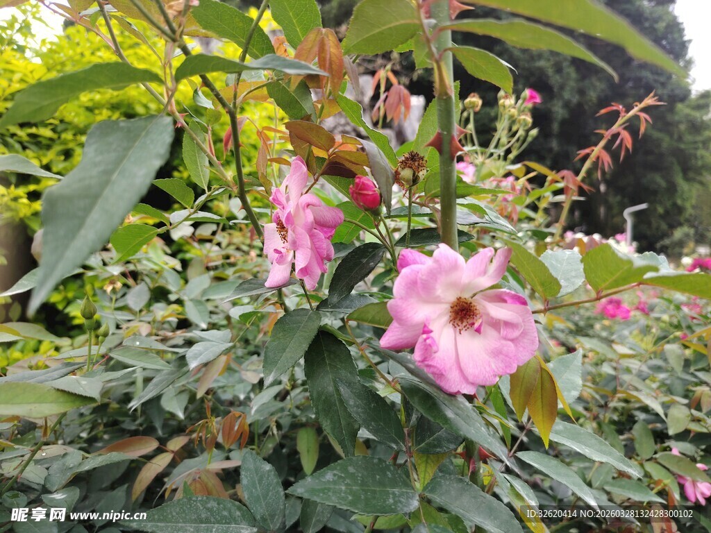 娇艳木槿花绽放