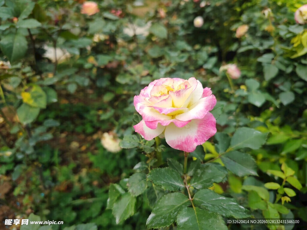 娇艳双色月季花