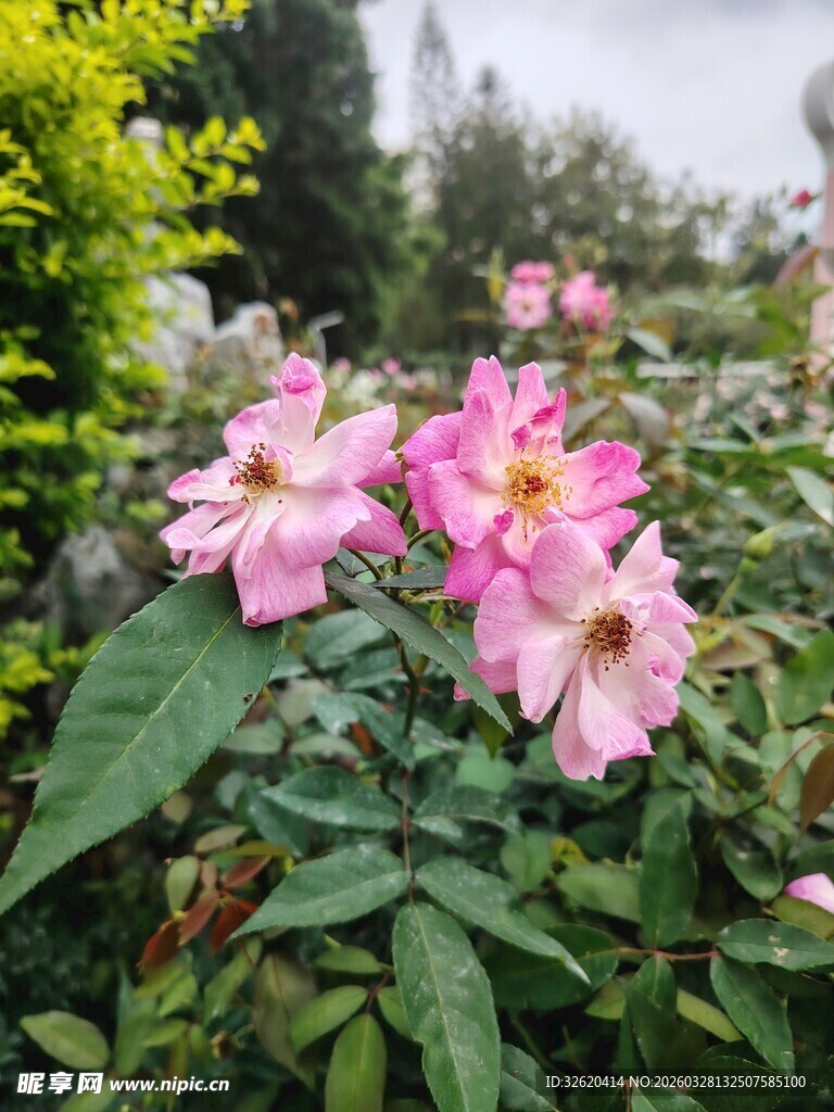 娇艳粉色蔷薇绽放