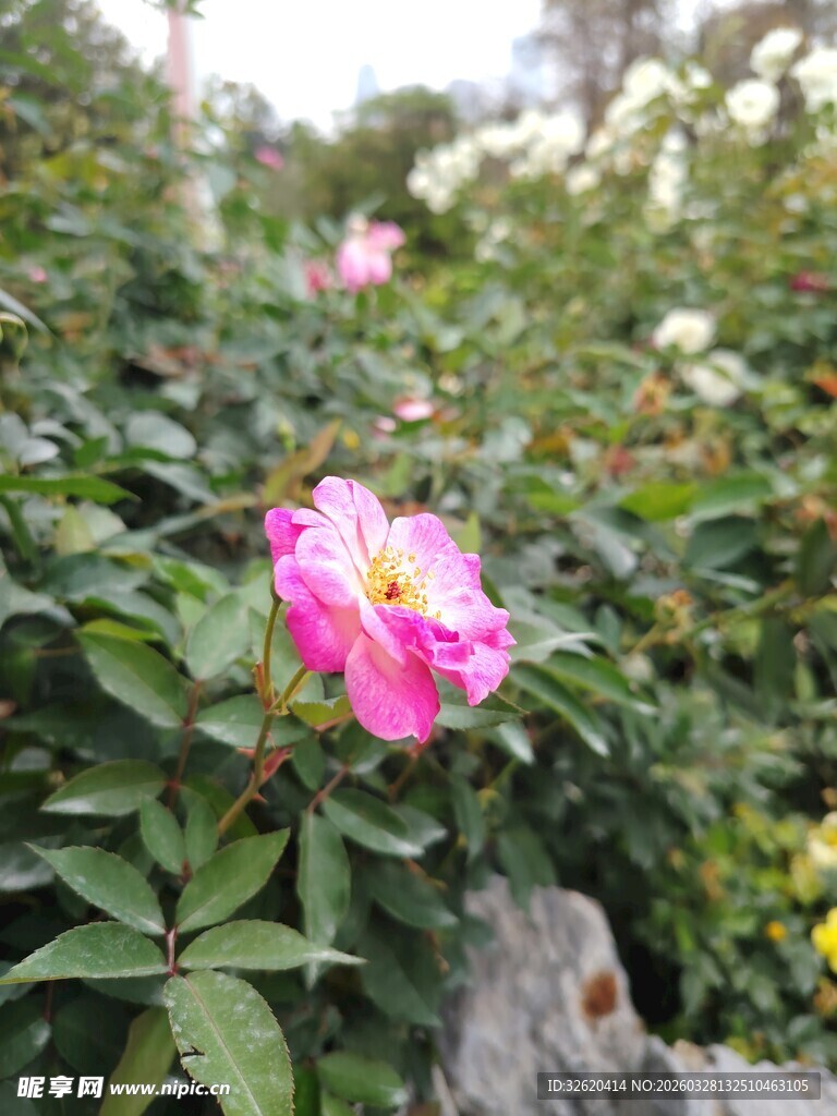 娇艳绽放的粉色花卉